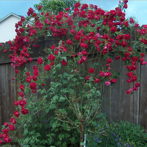Бархатистая карминно-красная - Лазающая плетистая роза (клаймбер) 
